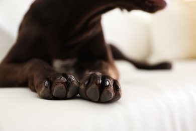 Beautiful brown German Shorthaired Pointer dog on sofa, closeup