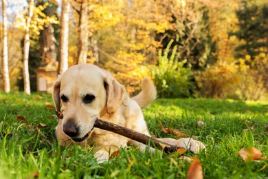 Cute Labrador Retriever dog playing with stick on green grass in sunny autumn park. Space for text