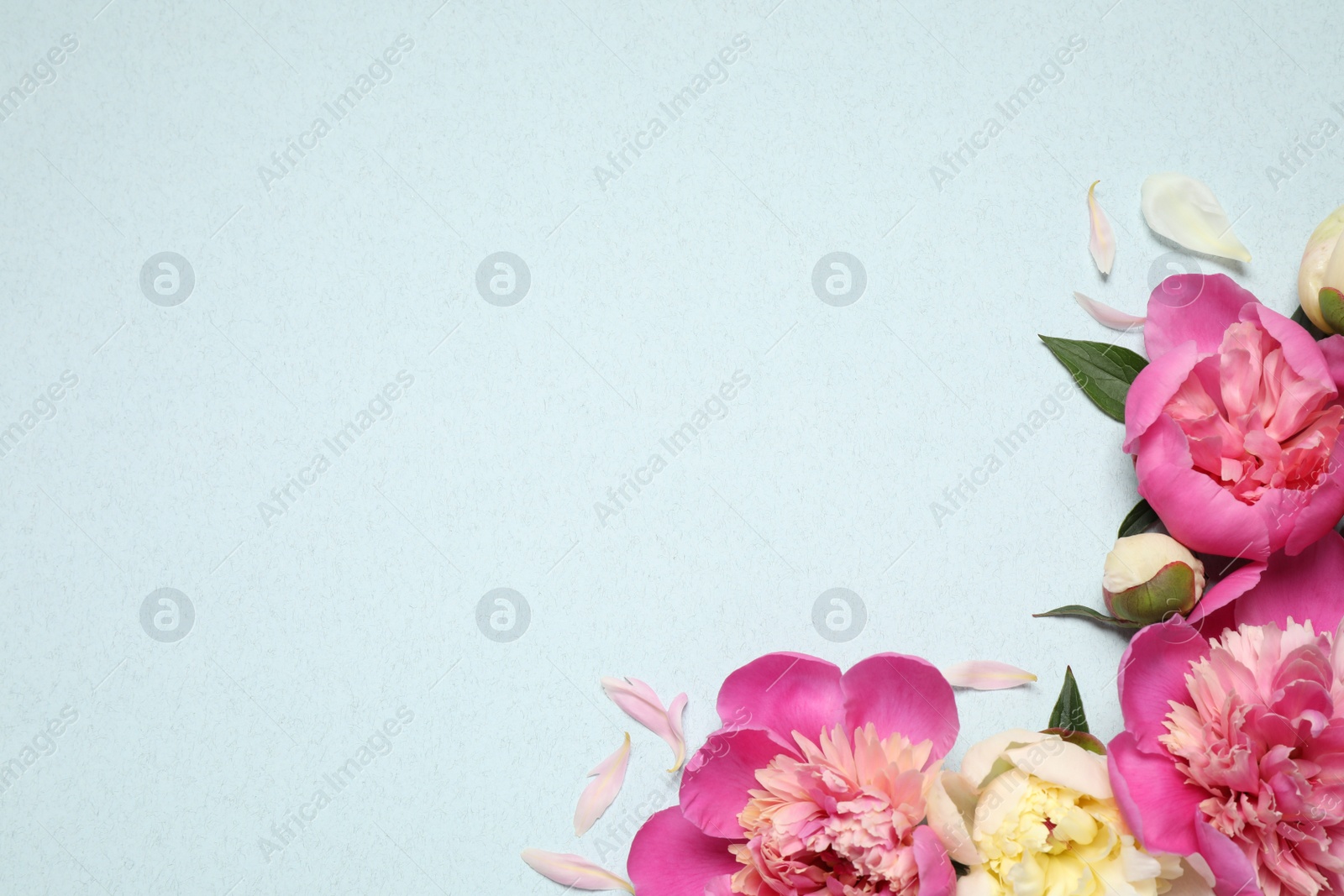 Photo of Beautiful fresh peonies on light blue background, flat lay. Space for text