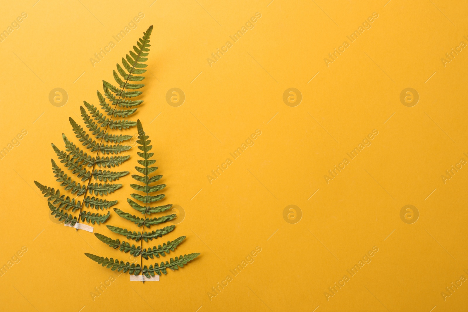 Photo of Wild pressed dried fern leaves on orange background, space for text