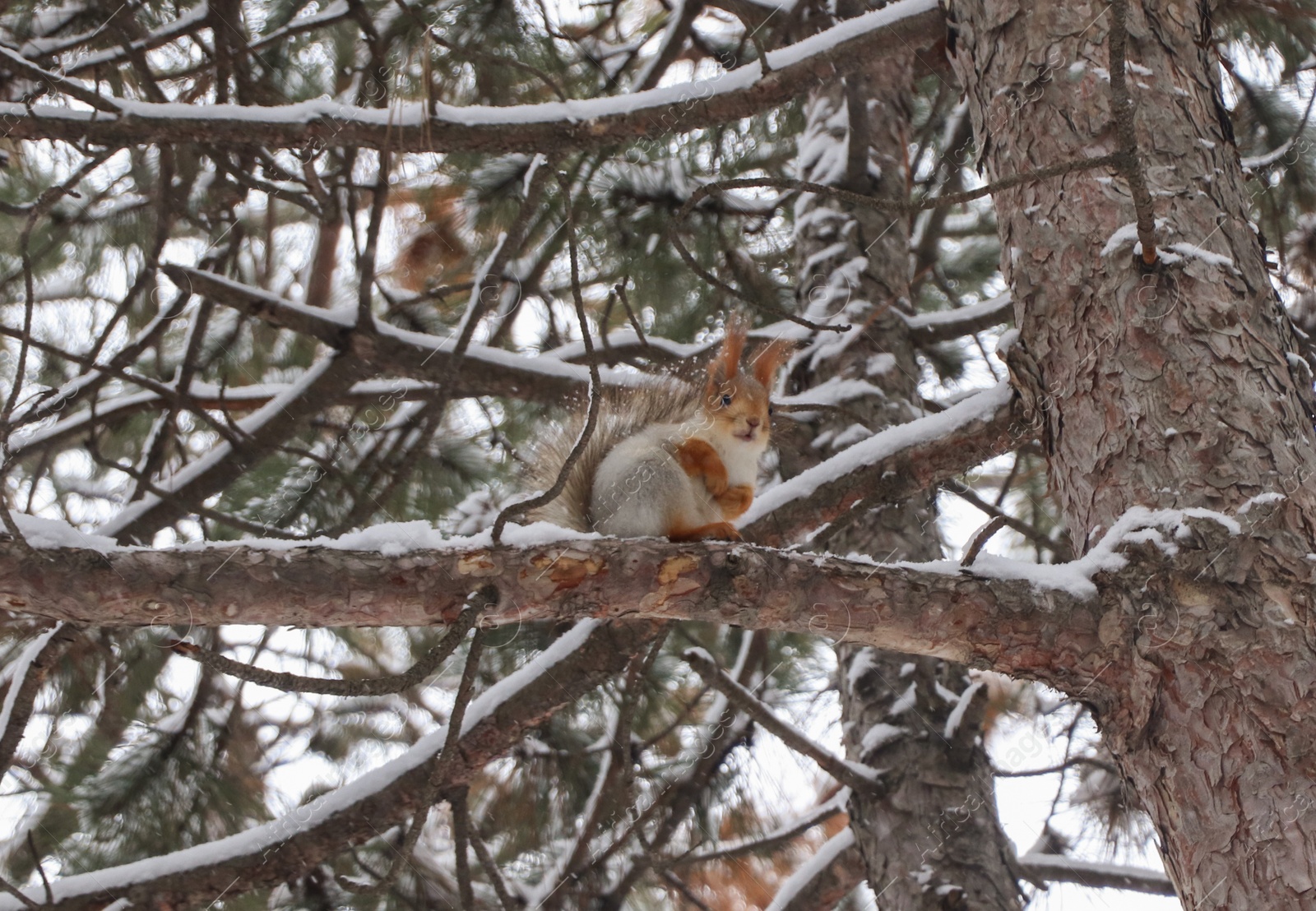 Photo of Cute squirrel on conifer tree in snowy forest