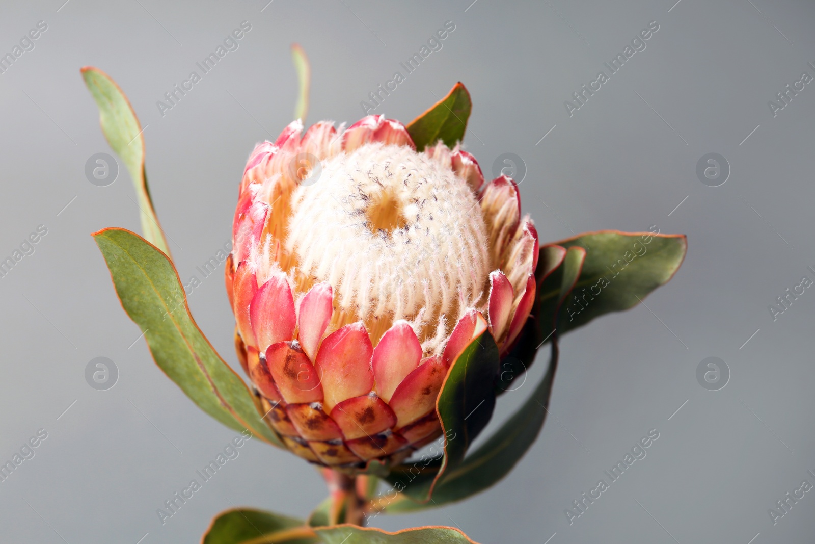 Photo of Beautiful protea flower on gray background. Tropical plant