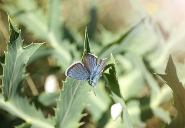 Beautiful Adonis blue butterfly on plant in field, closeup