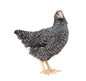 Beautiful chicken on white background. Domestic animal