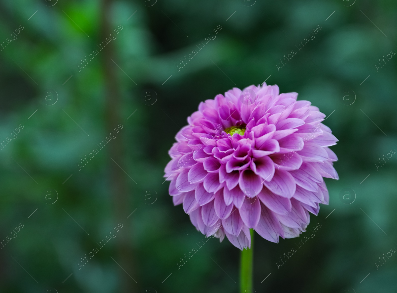 Photo of Beautiful blooming violet dahlia flower in green garden