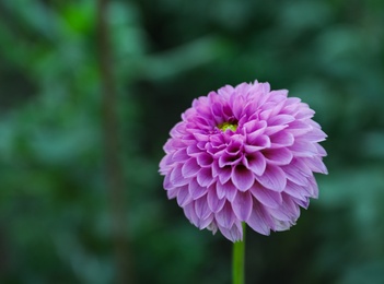 Beautiful blooming violet dahlia flower in green garden