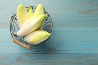 Photo of Fresh raw Belgian endives (chicory) in metal basket on light blue wooden table, top view. Space for text