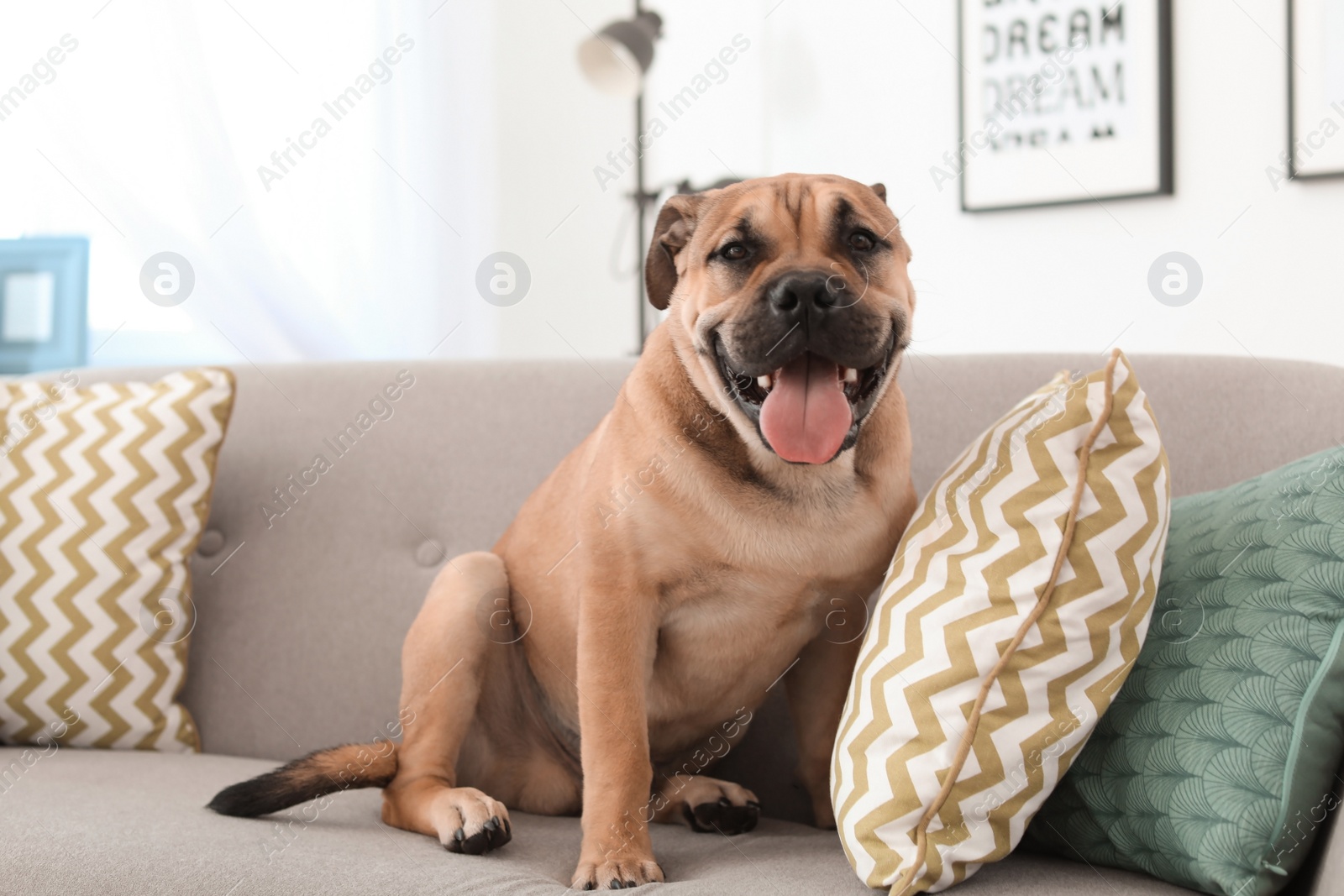 Photo of Cute dog sitting on couch at home