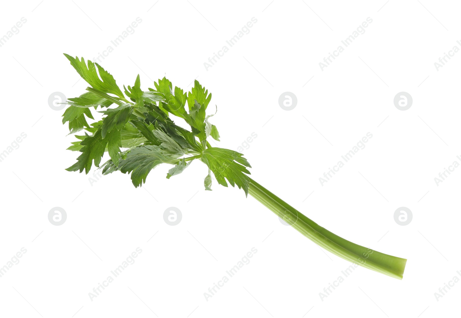 Photo of Fresh green celery stem with leaves isolated on white