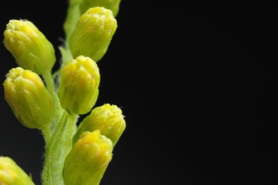 Macro photo of beautiful flower buds on black background. Space for text