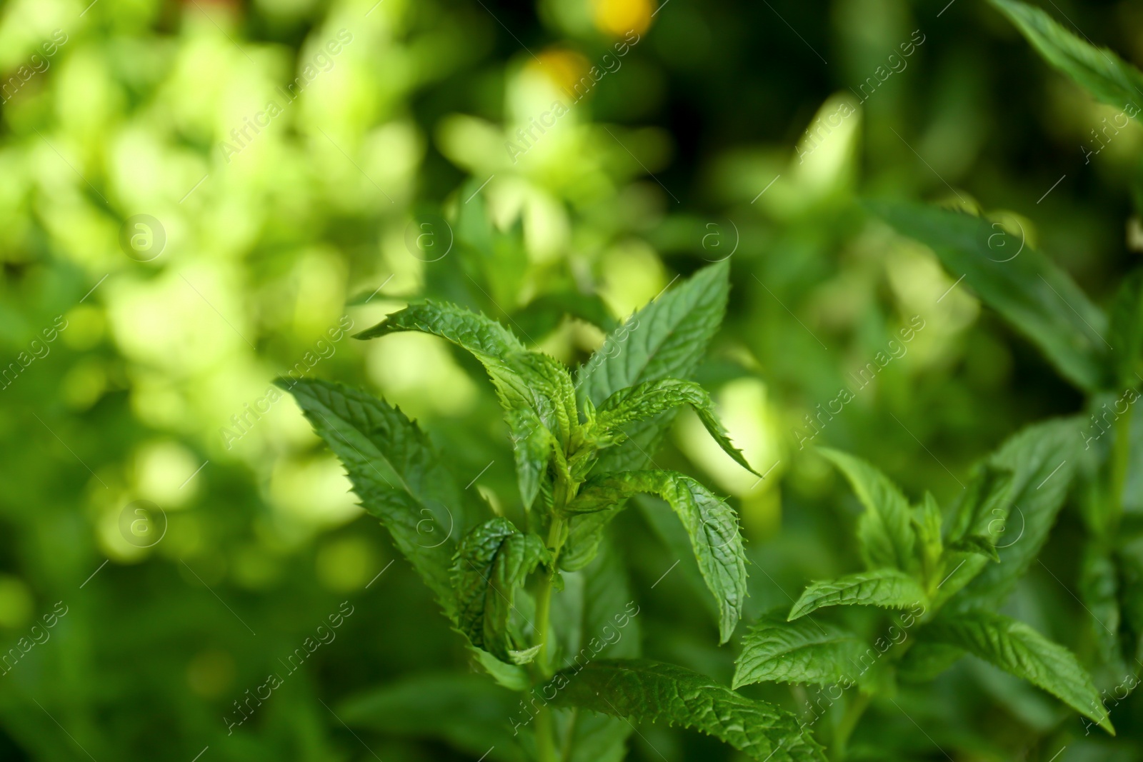 Photo of Beautiful mint with lush green leaves growing outdoors, closeup