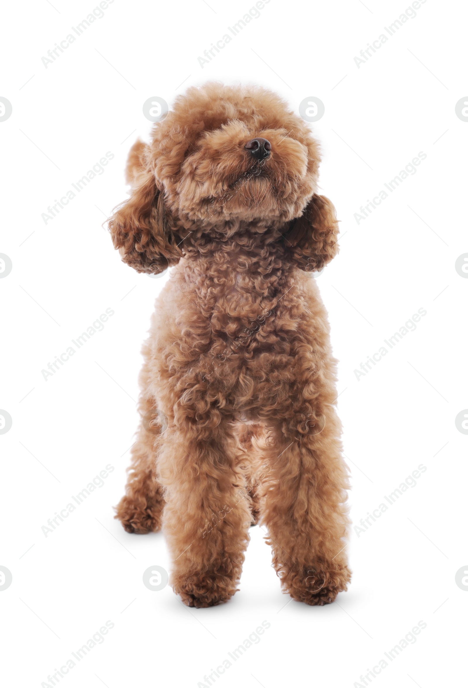 Photo of Cute Maltipoo dog on white background. Lovely pet