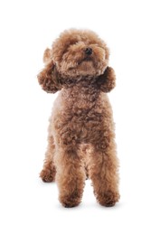 Photo of Cute Maltipoo dog on white background. Lovely pet
