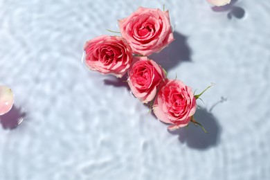 Beautiful pink roses in water on light blue background, top view