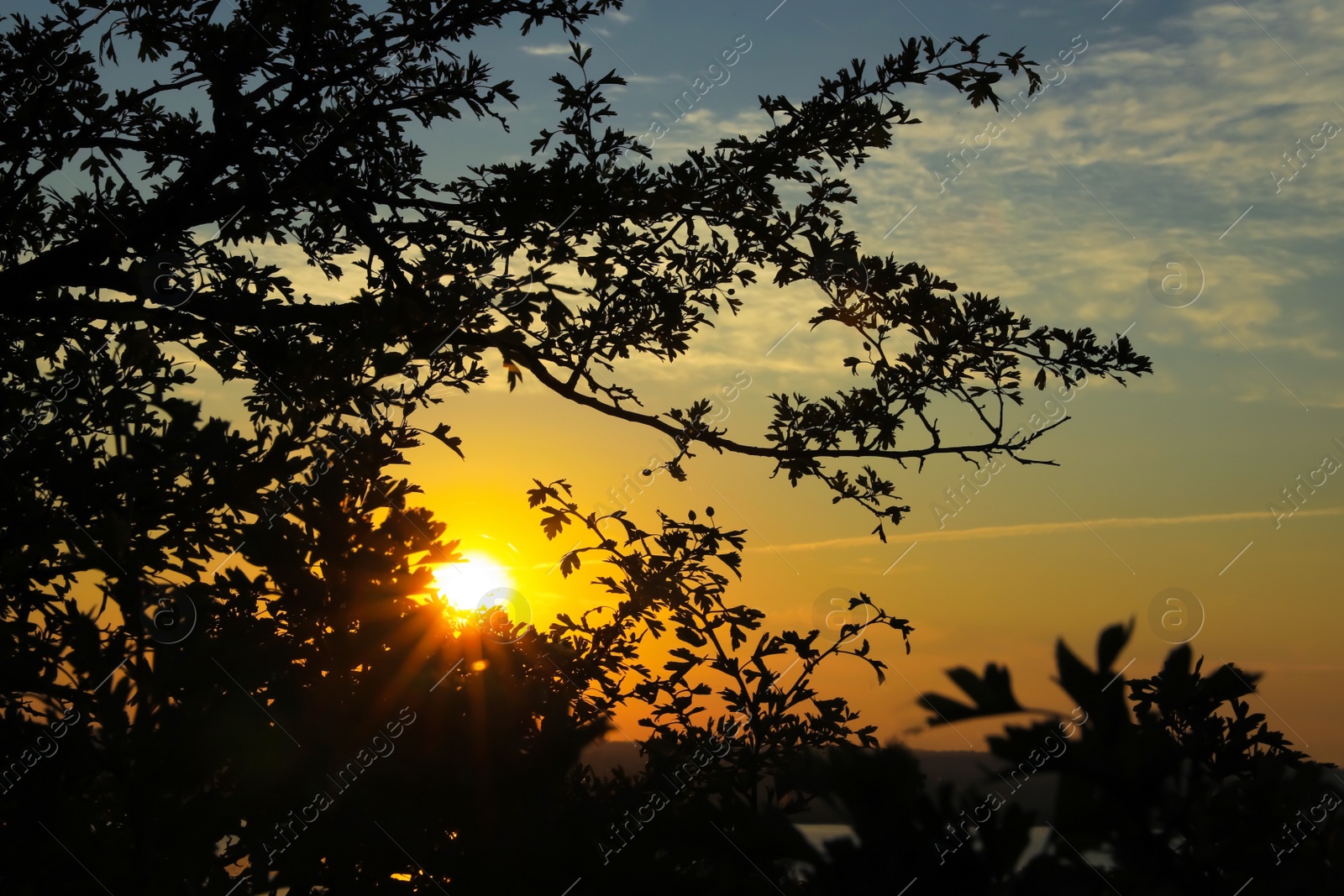 Photo of Beautiful view of trees at morning sunrise