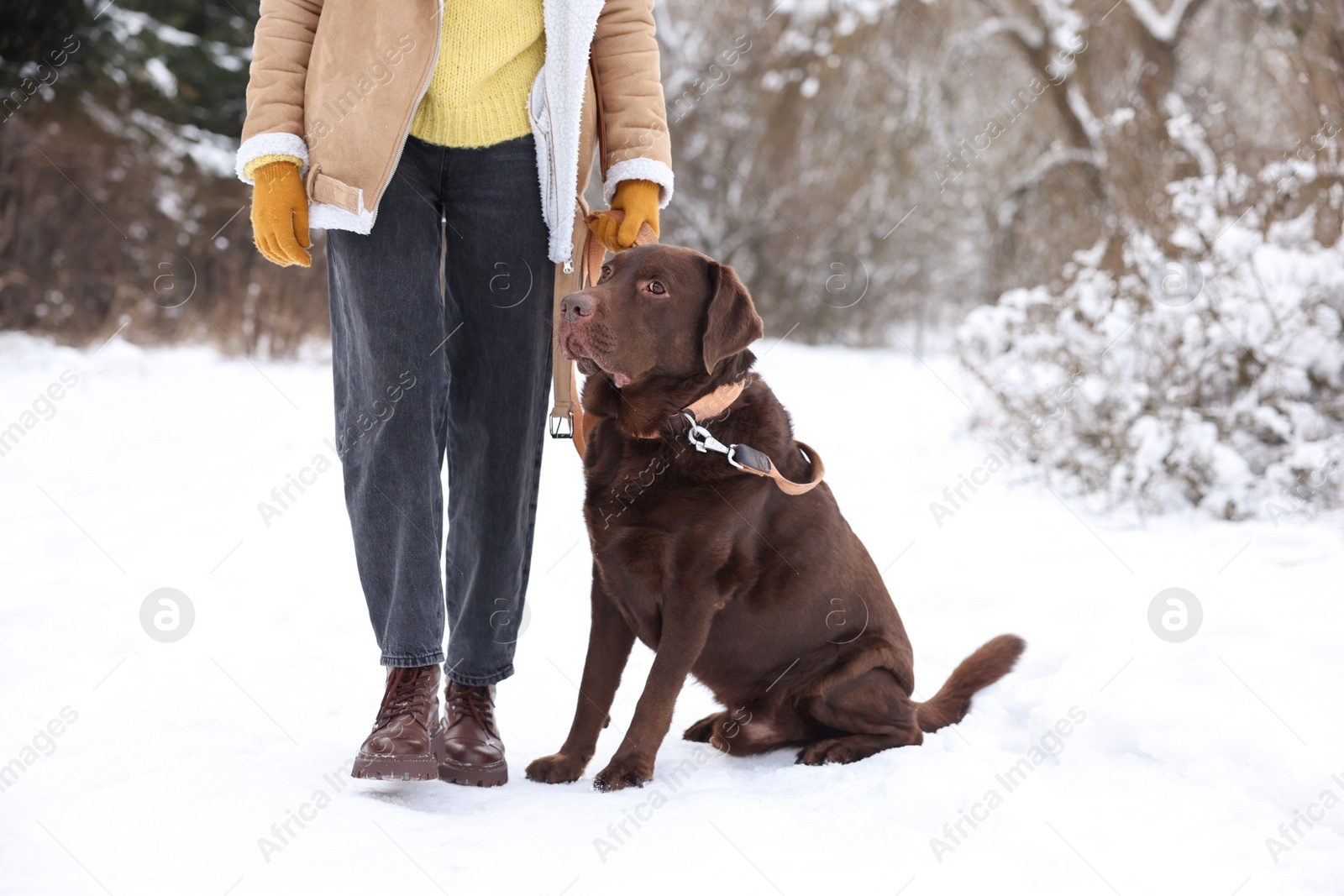 Photo of Woman with adorable Labrador Retriever dog in snowy park, closeup