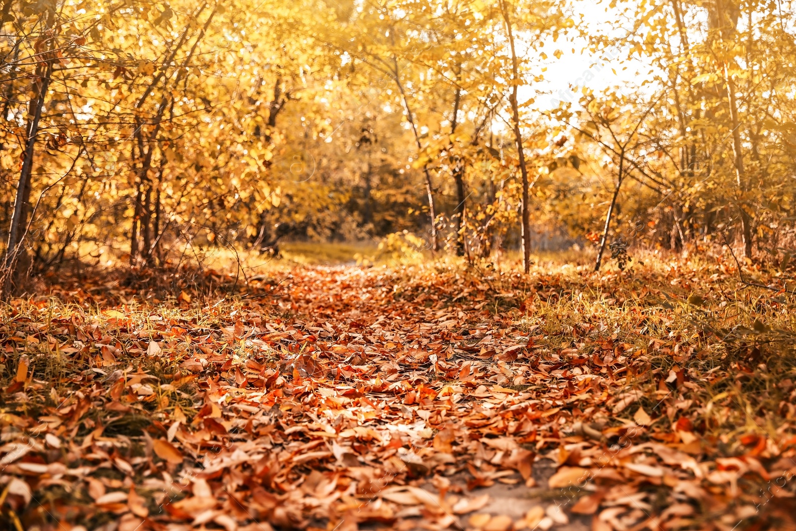 Photo of Beautiful autumn landscape with trees and dry leaves on ground