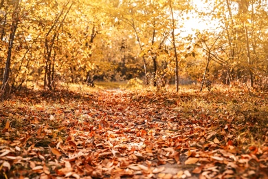 Photo of Beautiful autumn landscape with trees and dry leaves on ground