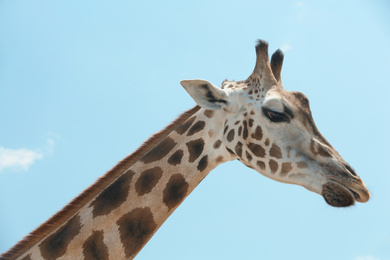 Photo of Closeup view of Rothschild giraffe against blue sky