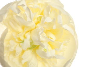 Beautiful fresh peony flower on white background, top view