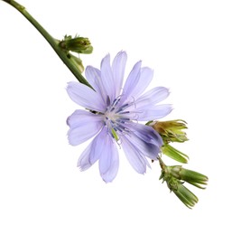 Photo of Beautiful blooming chicory flower isolated on white