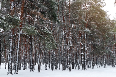 Picturesque view of beautiful forest covered with snow