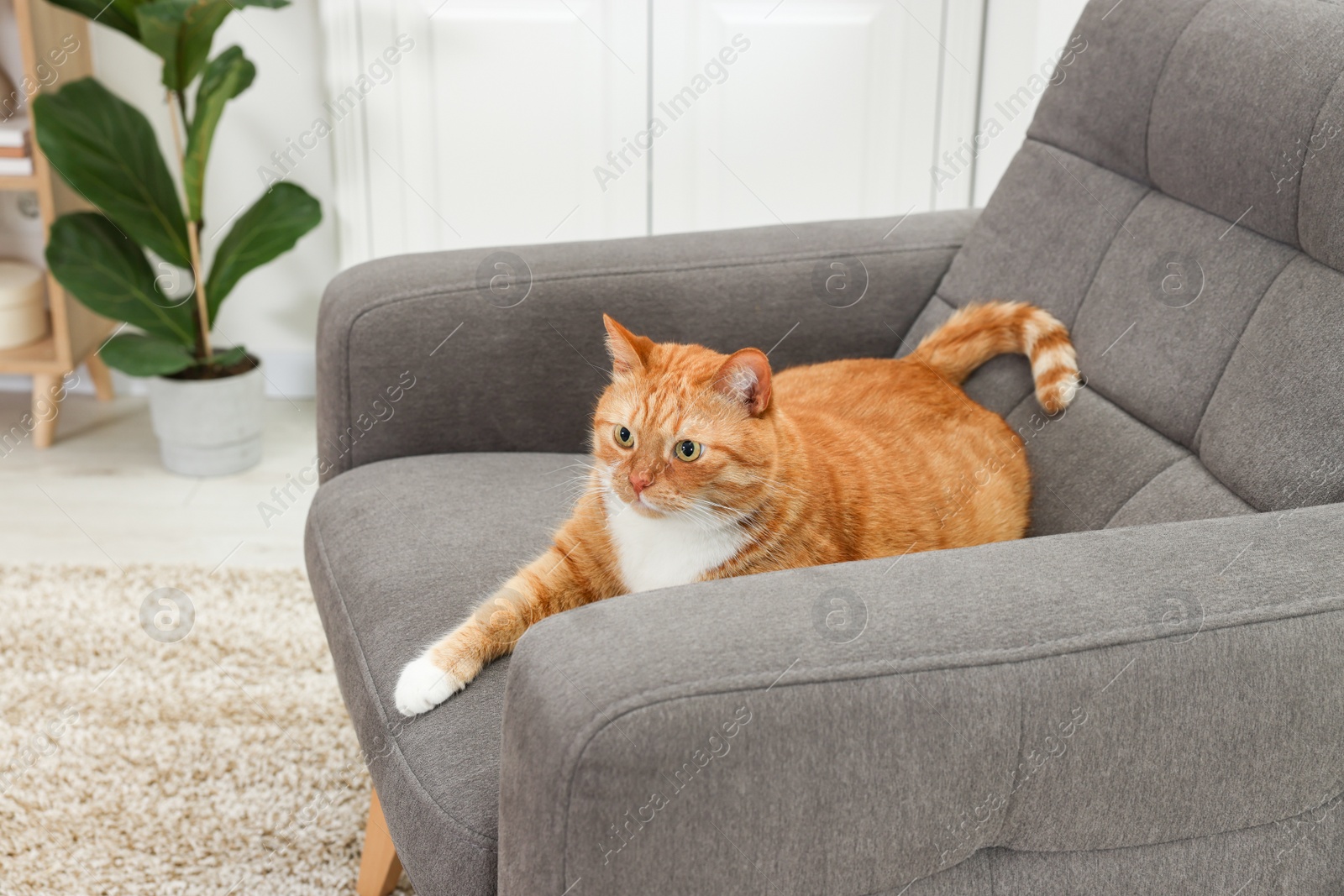 Photo of Cute ginger cat lying on armchair at home