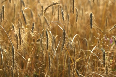 Photo of Beautiful ripe spikes of barley in agricultural field