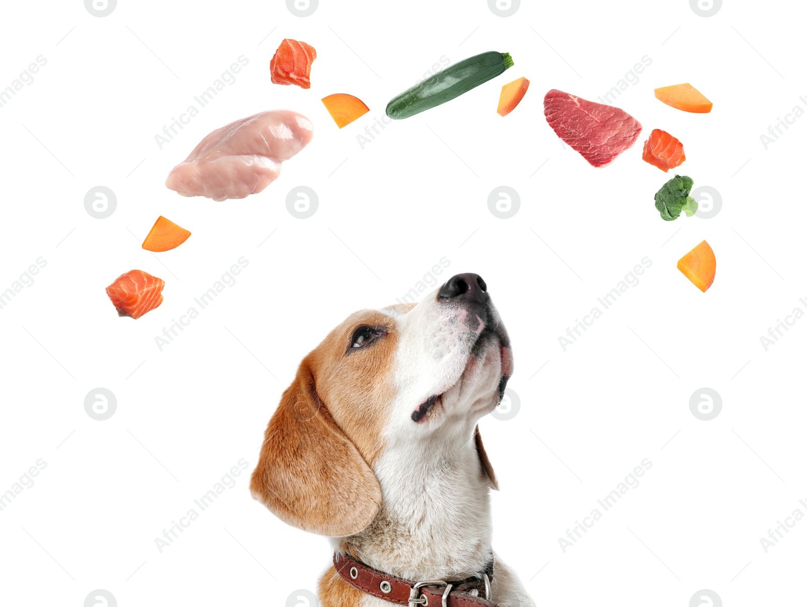 Image of Cute dog surrounded by fresh products rich in vitamins on white background. Healthy diet for pet