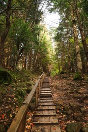 Picturesque view of wooden stairs in beautiful forest on autumn day
