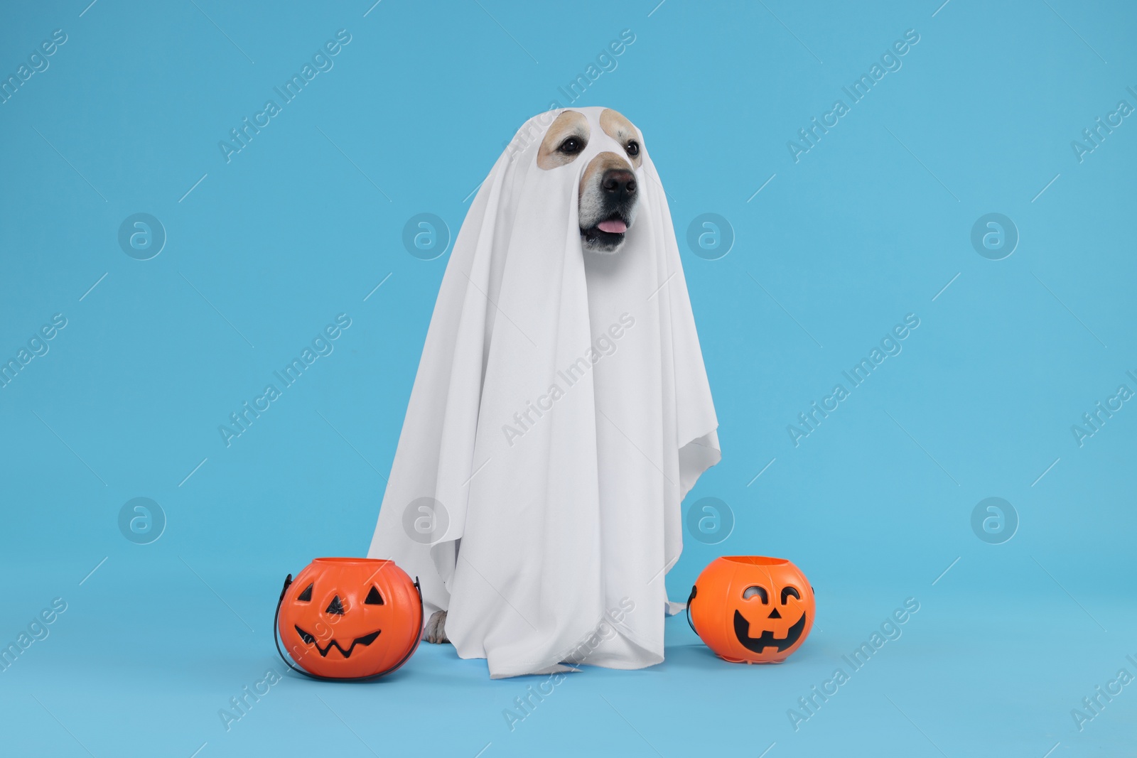 Photo of Cute Labrador Retriever dog wearing ghost costume with Halloween buckets on light blue background