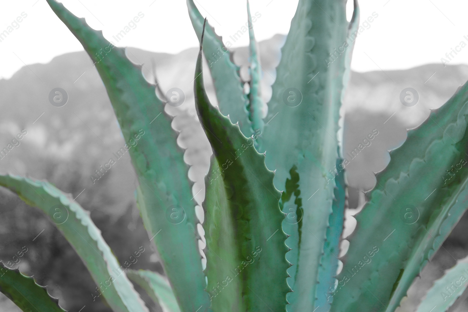 Image of Beautiful agave plant outdoors, closeup. Color toned