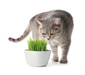 Photo of Cute cat near potted green grass isolated on white