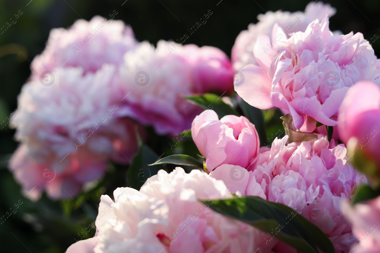 Photo of Blooming peony plant with beautiful pink flowers outdoors, closeup. Space for text