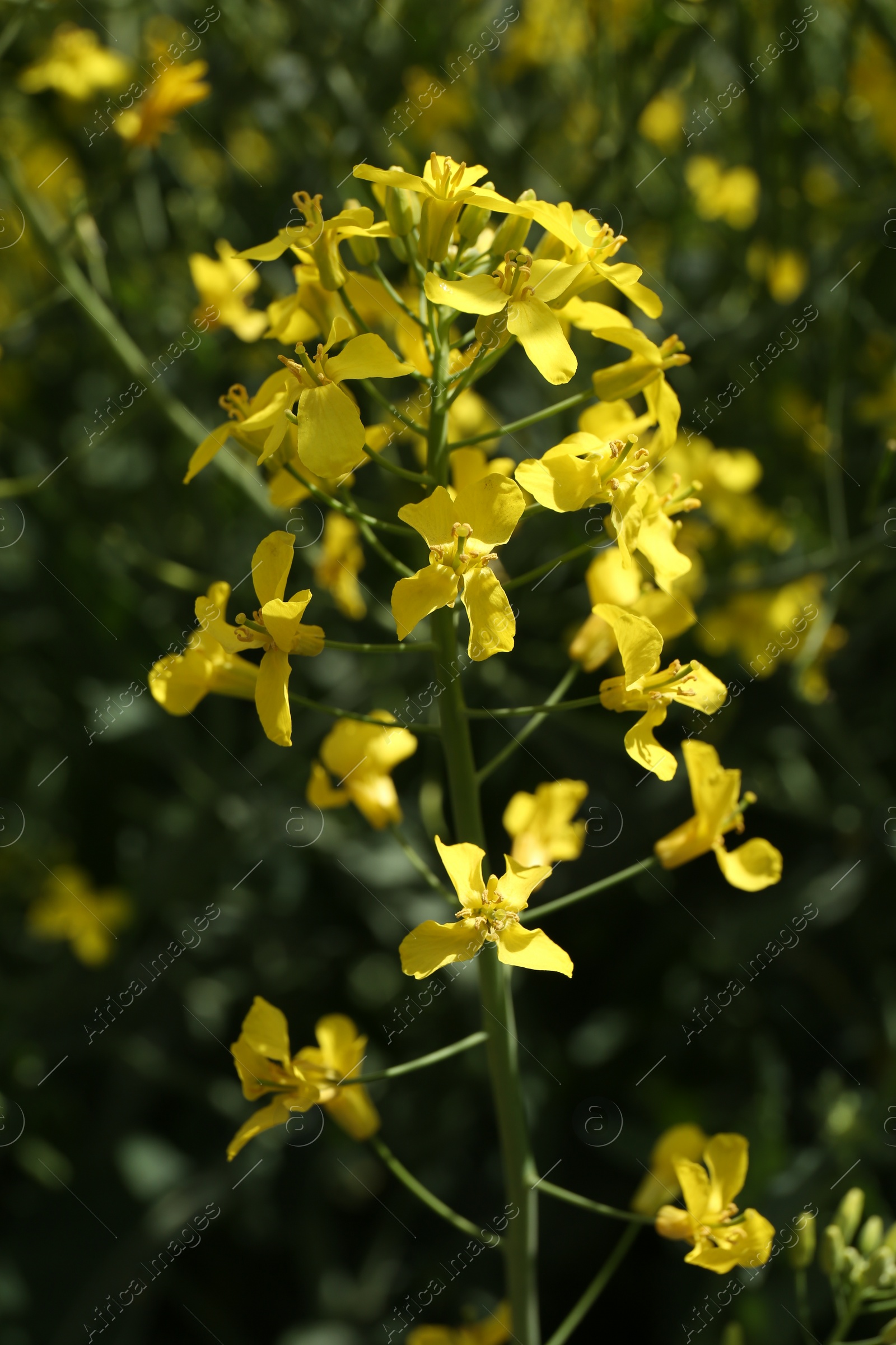 Photo of Beautiful rapeseed flowers blooming outdoors, closeup view