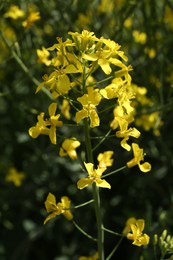 Photo of Beautiful rapeseed flowers blooming outdoors, closeup view