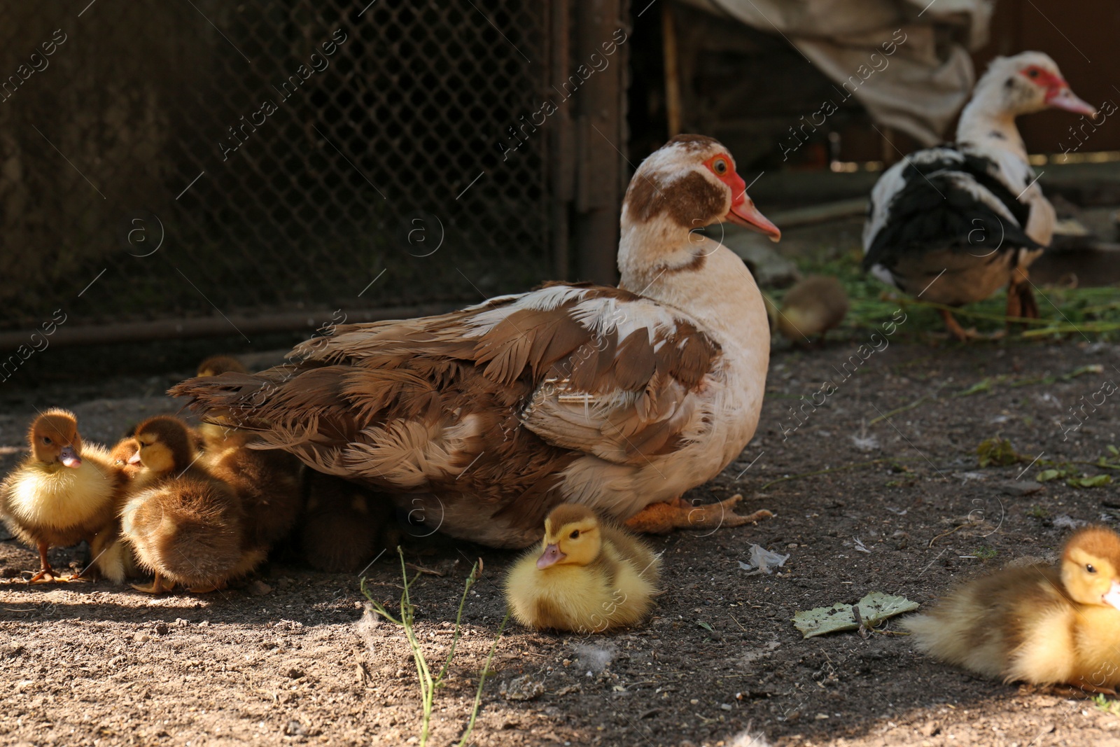 Photo of Cute fluffy ducklings with mother in farmyard