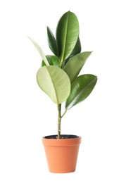 Photo of Beautiful rubber plant in pot on white background. Home decor
