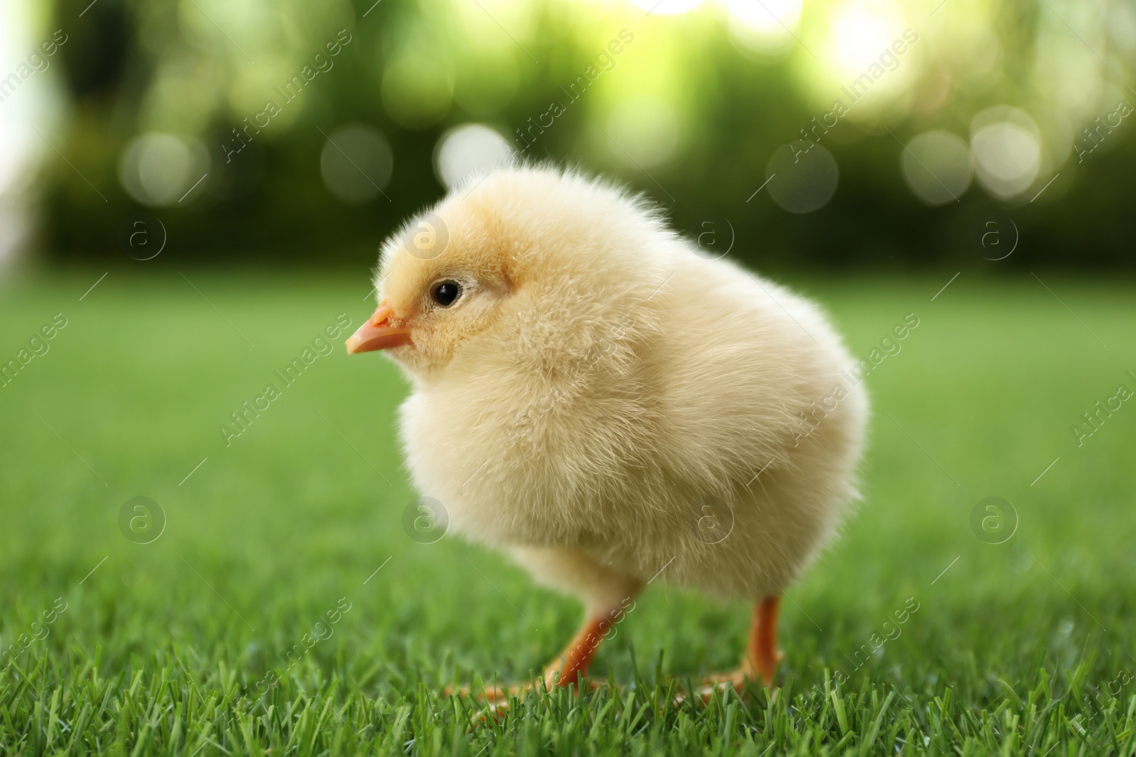 Photo of Cute fluffy baby chicken on green grass outdoors, closeup