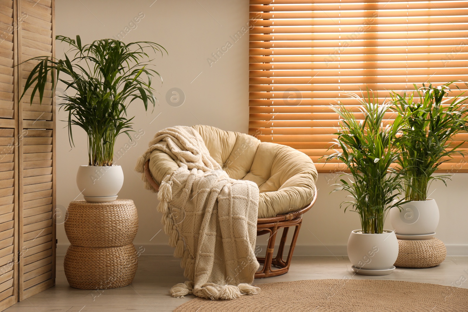 Photo of Exotic house plants with comfortable armchair in room interior