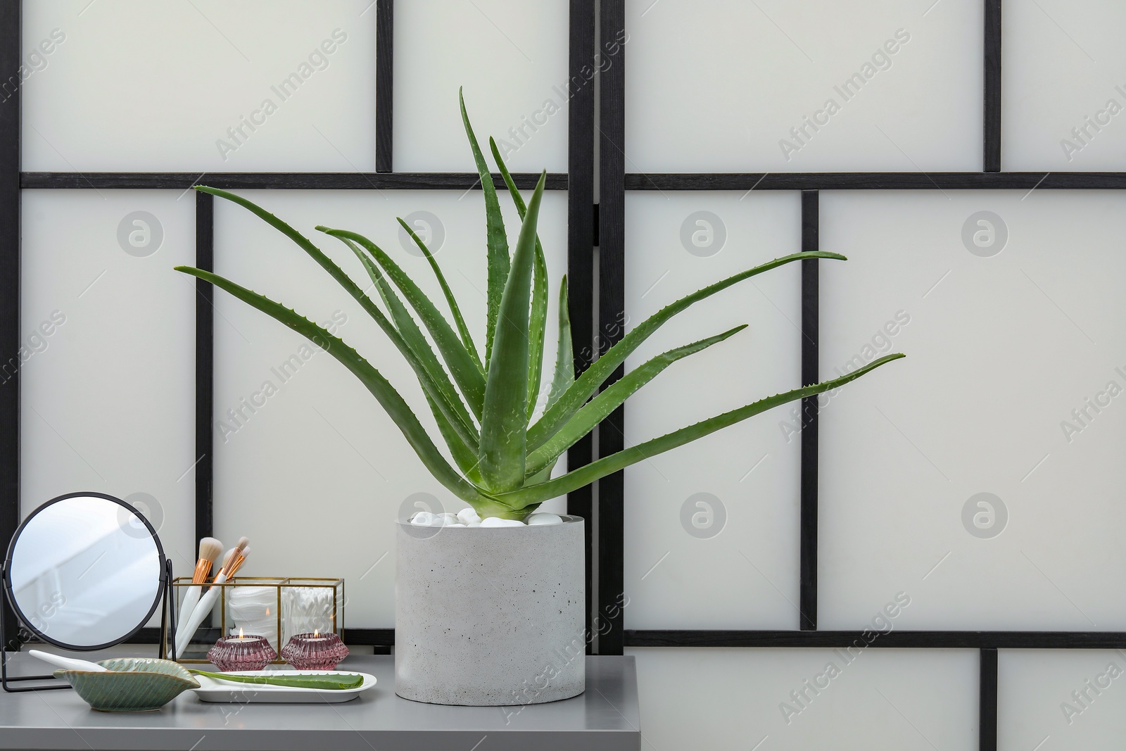 Photo of Potted aloe vera plant, cosmetic products and burning candles on chest of drawers indoors, space for text