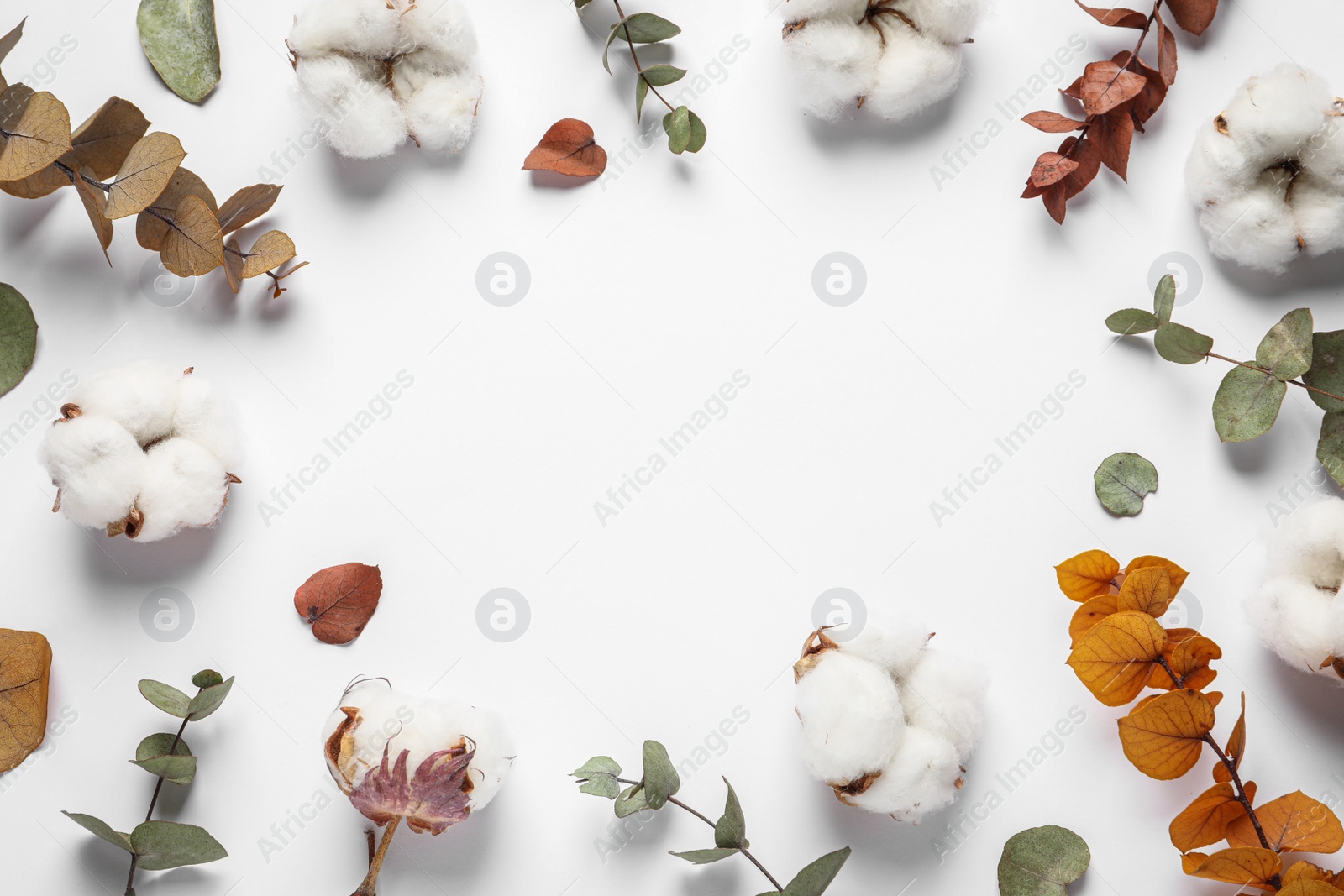 Photo of Fluffy cotton flowers and leaves on white background, flat lay. Space for text