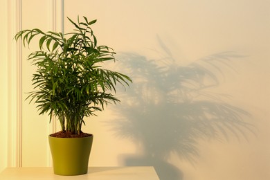 Photo of Chamaedorea plant casting shadow on beige wall