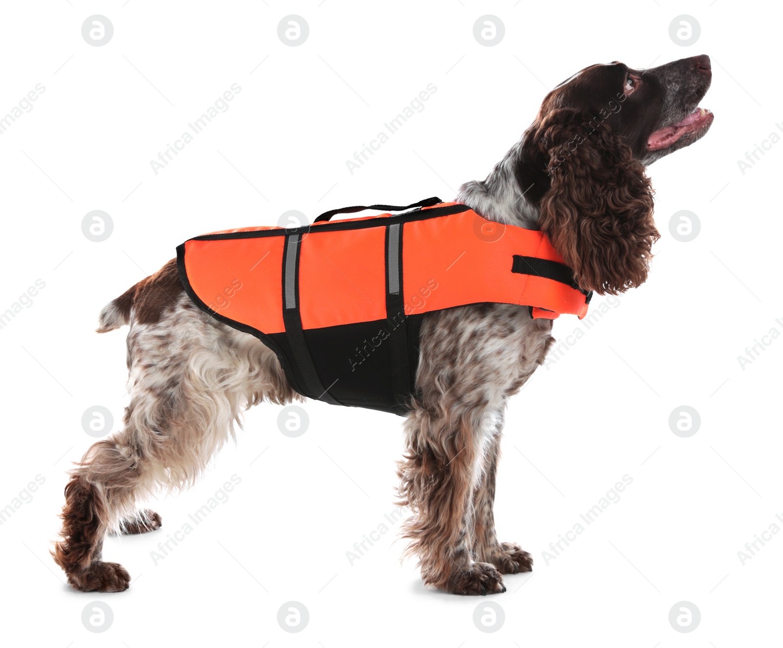 Photo of Dog rescuer in life vest on white background