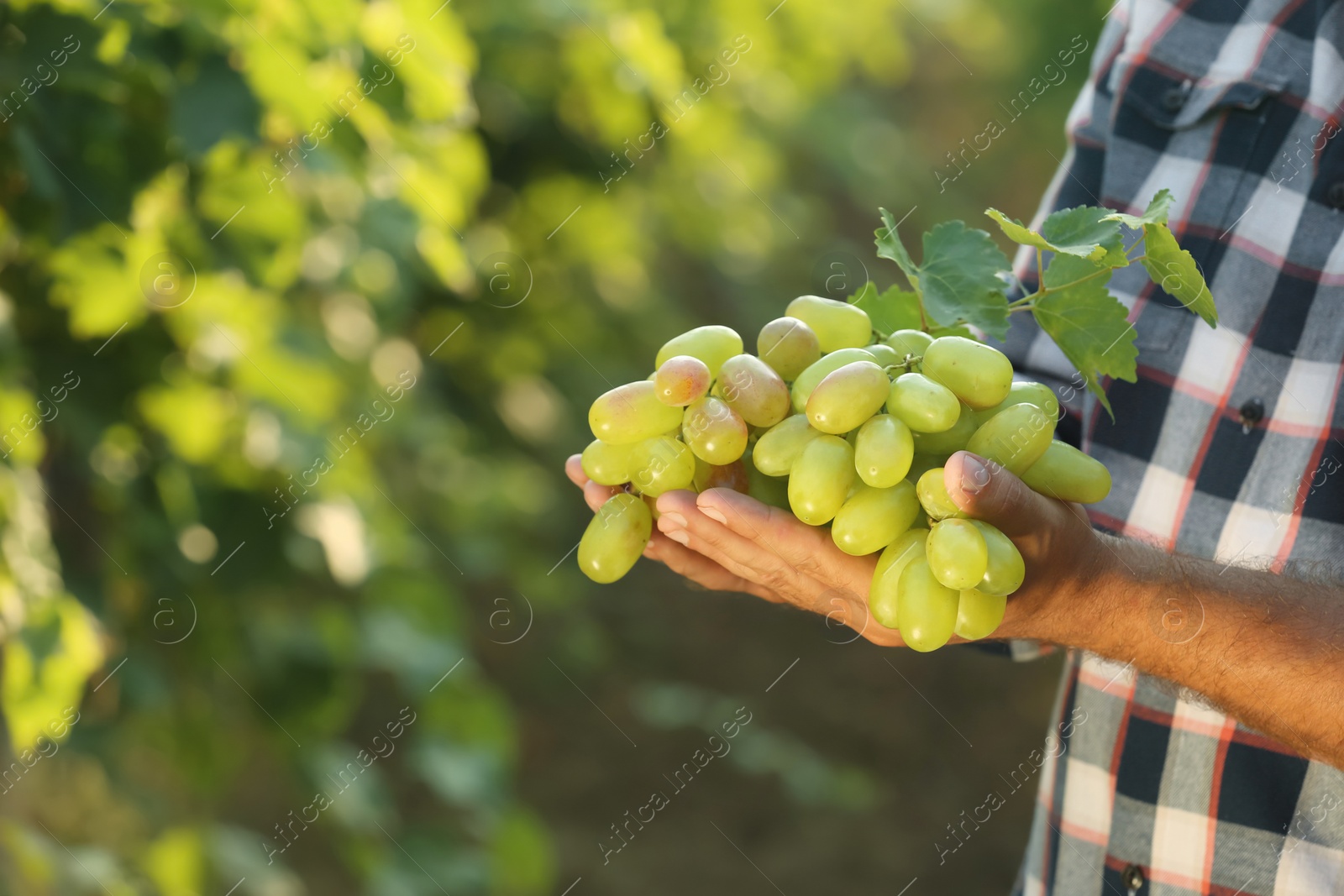 Photo of Man holding bunch of fresh ripe juicy grapes in vineyard, closeup