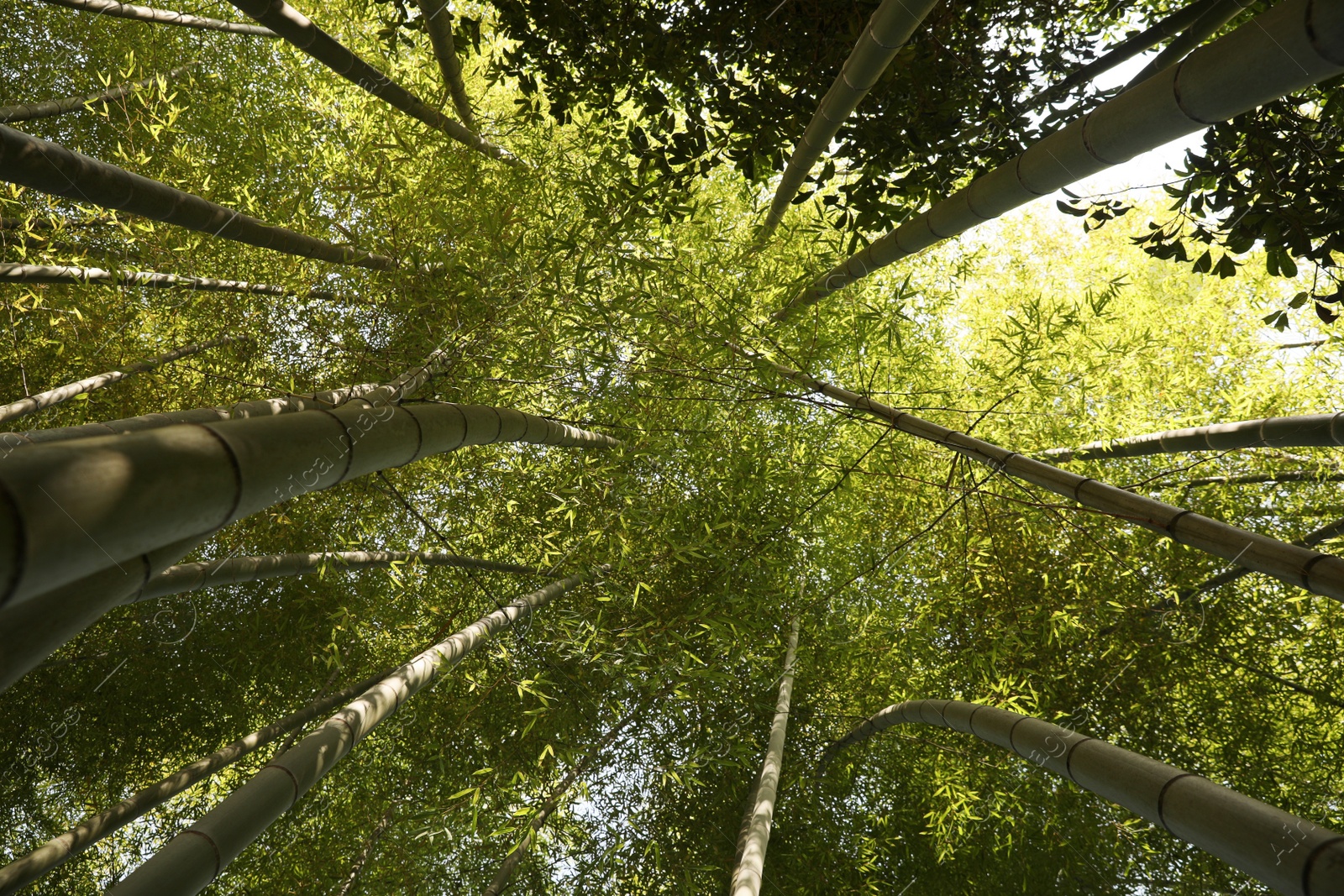 Photo of Beautiful forest of green bamboo, bottom view