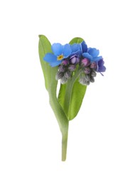 Beautiful blue Forget-me-not flowers isolated on white