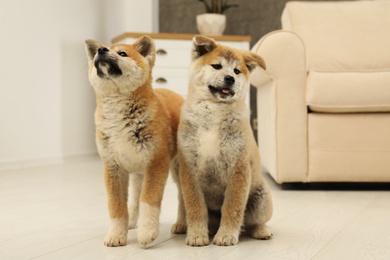 Photo of Cute akita inu puppies on floor in living room