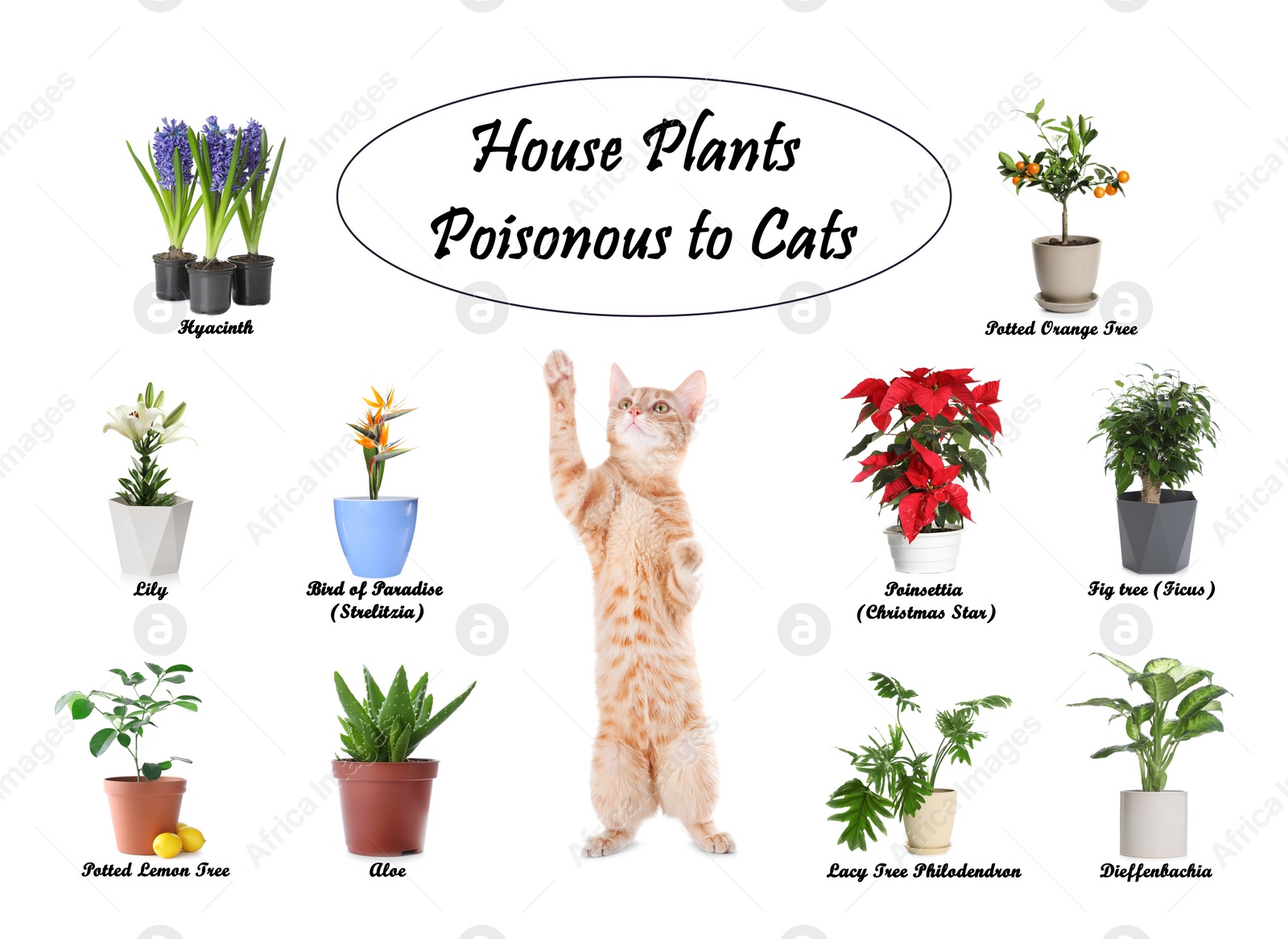 Image of Set of house plants poisonous to cats and kitten on white background