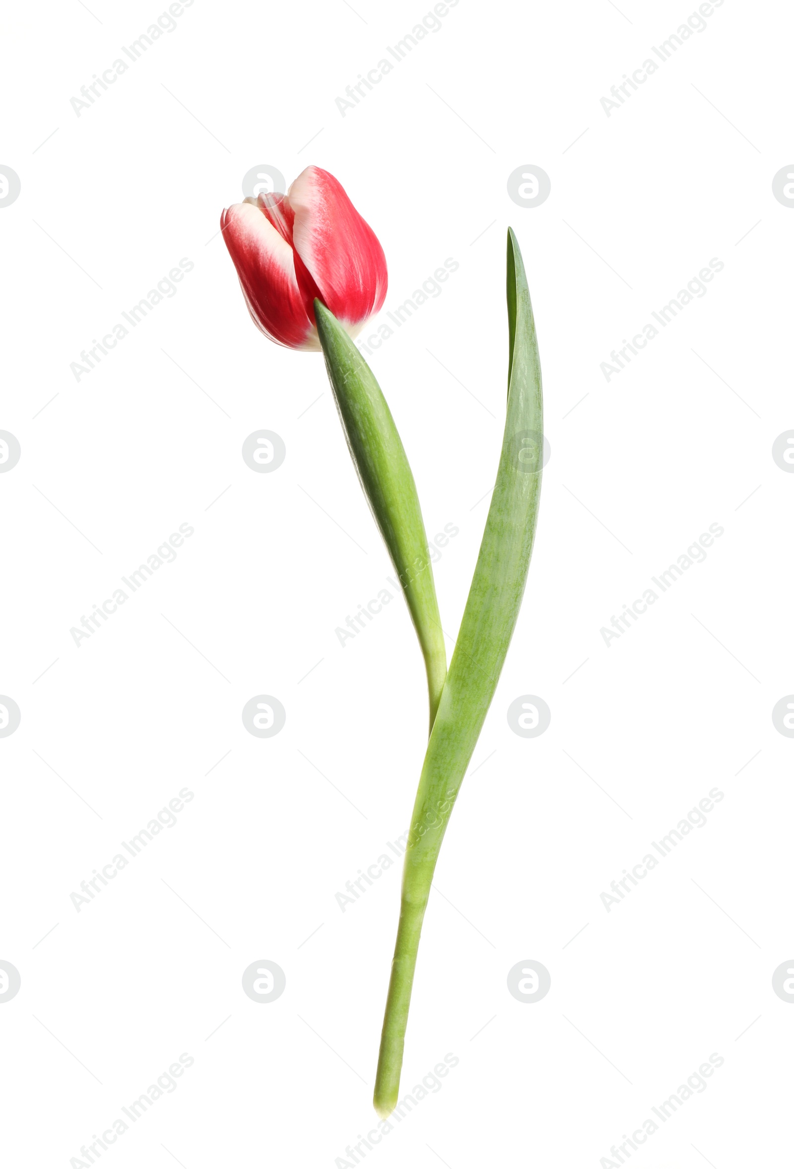 Photo of Beautiful tender spring tulip isolated on white